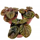Peperomia Chocolate 2Ch Set Of 3 Brown Rare Emerald Ripple Pep Caperata