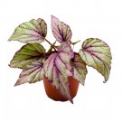 Begonia Hugh Mclaughlin 4Ch Gray Pink Rhizomatous Rhizo