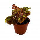Cowardly Lion Begonia Begonia Rex 4Ch Pot Variega