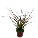Mini Tillandsia Airplant Rooted A 2Ch Pot With Green Moss Tiny Mini Pixie