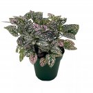 Pink Hypoestes Phyllostachya 4Ch Polka Dot Flamingo Plant
