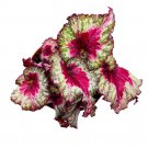 Helios 6Ch Begonia Rex Pink Green Ruffle Spiral