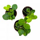 Peperomia Hope 2Ch Set Of 3 Tetraphylla Tiny Mini Pixie