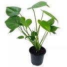 Monstera Deliciosa Split Leaf Philodendron Huge Very Well Grown 4Ch Pot