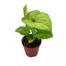 Syngonium Cream Allusion 2Ch Pot Well Rooted Live Starter House Plant