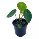 Peperomia Polybotrya 4Ch Raindrop Tear Drop Pilea Pixie