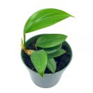 Dragon Tail 4Ch Pot Epipremnum Pinnatum Centipede Tongavine Dragon-Tail P