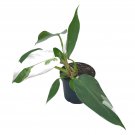 Philodendron White Princess Erubescens 4Ch White Wizard White Princess Ve