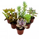Succulent Assortment 2Ch Set Of 6 Echeveria Kalanchoe More Variety