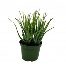 Aloe Blue Elf California Aloe Blue Boy 6Ch Pot