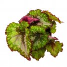 Indian Summer Begonia Rex 6Ch