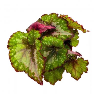 Indian Summer Begonia Rex 6Ch