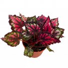 Red Hots Begonia Rex 6Ch
