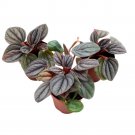 Peperomia Rosso 2Ch Set Of 3 Light Gray Ripple Caperata Tiny Mini Pixie Pla
