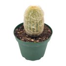 Silver Torch Cactus Cleistocactus Strausii Snow Pole Wooly Torch Snowy Cacti