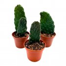 Sour Pricklypear 2Ch Set Of 3 Consolea Rubescens Opuntia Road Kill Cactus