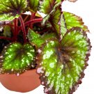 Starry Night 4Ch Begonia Rex Purple Green White Splash