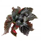 Cracklin Rosie Angel Wing 6Ch Cane Begonia Dark Curly Leaf With Pink Polkado