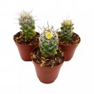 Arizona Snowcap Cactus Mammillaria Gracilis Albata 2Ch Set Of 3 Tiny Mini P