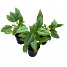 Philodendron Sodiroi 2Ch Set Of 3 Silver Leaf Philo Tiny Mini Pixie