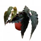 Voodoo Angel Wing Hybrid Cane Begonia 6Ch Black With Silver Tip G