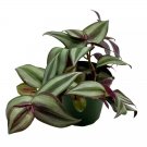 Wandering Jew 4Ch Tradescantia Zebrina Bosse Limited Silver Purple Burgun