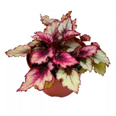 Red Robin Ii Begonia Rex 6Ch Red Robin 2