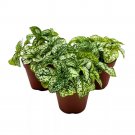 White Hypoestes Phyllostachya 2Ch Set Of 3 Flamingo Polka Dot Plant Tiny Mini
