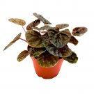 Peperomia Chocolate 4Ch Dark Red Brown Caperata