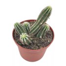 Peanut Cactus 3Ch Echinopsis Chamaecereus