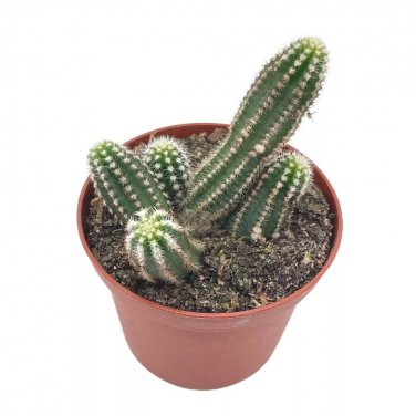 Peanut Cactus 3Ch Echinopsis Chamaecereus