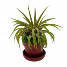 Magnet Tillandsia Airplant Rooted A 1Ch Teacup Pot With Mini Saucer Magne