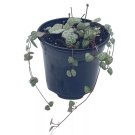 String Of Hearts Ceropegia Woodii A 4Ch Pot