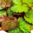 Midnight Magic 4Ch Begonia Rex Brown Green Spiral Leaves