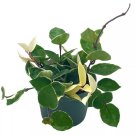 Hoya Carnosa Krimson Queen Variegated Tricolor 6Ch Pot