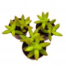Sedum Adolphii Firestorm 2Ch Set Of 3 Garden Succulents Tiny Mini Pixie