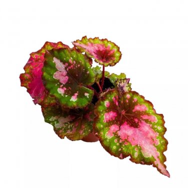 Vampire Kiss Begonia Rex 4Ch