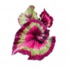 Cupid Begonia Rex 4Ch Thick Swirl Prominent Green Pink Bands Spiral