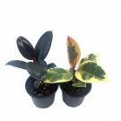 Ficus Elastica Assortment 4Ch Variegated Rubberplant Variety Dark And Whit