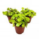 Callisia Repens Gold 2Ch Set Of 3 Miniature Wandering Dude Golden Form Tiny M