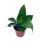 Black Robusta Snake Plant Green Striped Variegated Snakeplant Sansevieria Trif