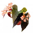 Gypsy Angel Wing Hybrid Cane Begonia 6Ch Dark With Minimal Spots