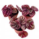 Peperomia Luna Red 2Ch Set Of 3 Red Emerald Ripple Pep Caperata