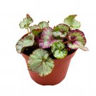 Mellow Yellow Begonia Rex 6Ch White With Pink Blush