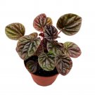 Peperomia Luna Red 4Ch Ripple Pep Caperata