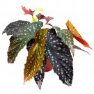 Stealth Fighter Angel Wing 6Ch Cane Begonia Large Silver Tip White