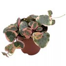 Variegated String Of Hearts Ceropegia Woodii 2Ch Pot Well Rooted Extre