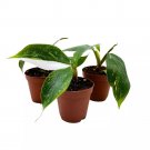 Philodendron White Knight 2Ch Set Of 3 Rare Variegated Philo Tiny Mini Pixie