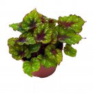 Grinch Begonia Rex Green And Red With White Spots