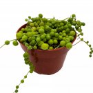 String Of Pearls Senecio Rowleyanus 4Ch String Of Peas String Of Beads Ne